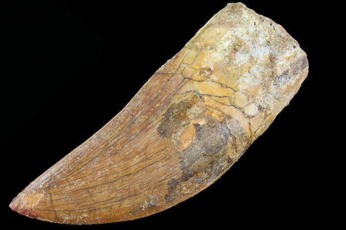 Carcharodontosaurus Tooth - Morocco #73074